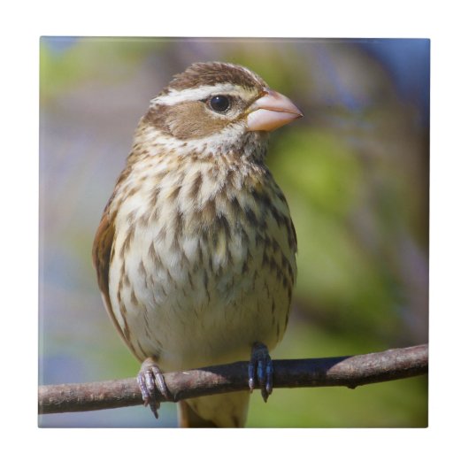 Roos Breedte Grosbeak Pheucticus Ludovicianus Tegeltje (Voorkant)