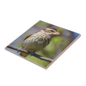 Roos Breedte Grosbeak Pheucticus Ludovicianus Tegeltje (Zijkant)