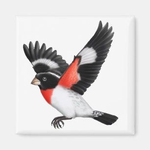 Roos Breedte Grosbeak Wilde Bird Magnet