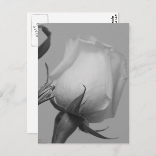  Roos Briefkaart (Voorkant / Achterkant)