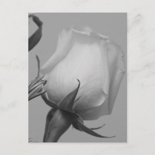  Roos Briefkaart (Voorkant)