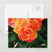 Roos Briefkaart (Voorkant / Achterkant)