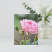 roos briefkaart (Staand voorkant)