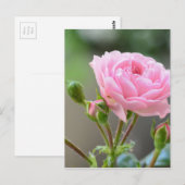 roos briefkaart (Voorkant / Achterkant)