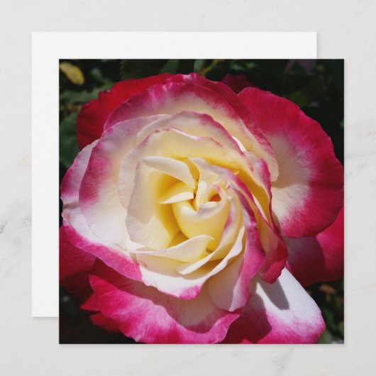 Roos-briefkaart (Voorkant / Achterkant)