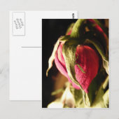 roos briefkaart (Voorkant / Achterkant)
