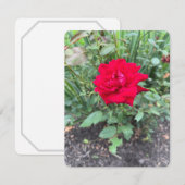 Roos-briefkaart (Voorkant / Achterkant)