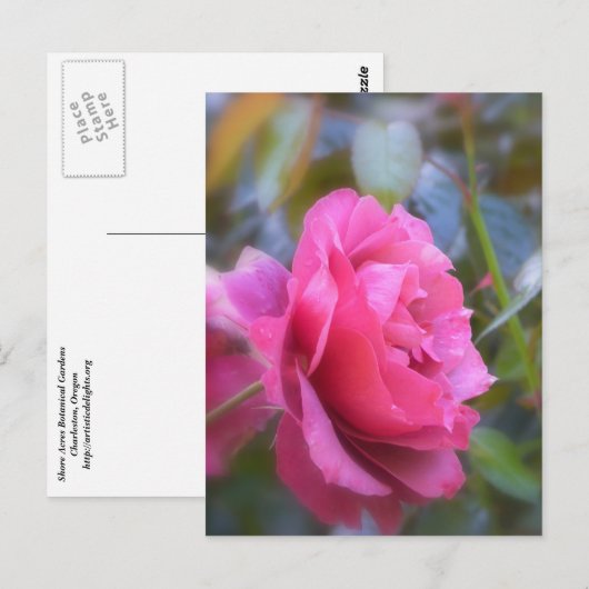 Roos Briefkaart (Voorkant / Achterkant)