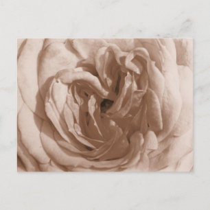 Roos Briefkaart