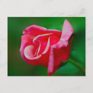 Roos Briefkaart