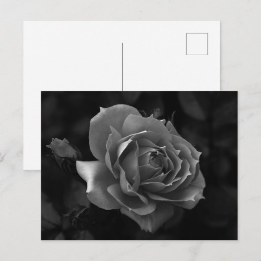 Roos Briefkaart (Voorkant / Achterkant)