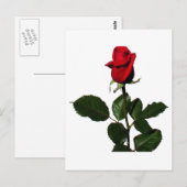 ROOS BRIEFKAART (Voorkant / Achterkant)