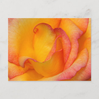 Roos Briefkaart