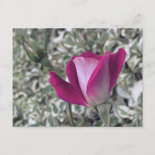 Roos Briefkaart