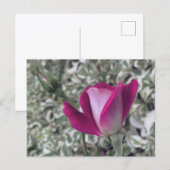 Roos Briefkaart (Voorkant / Achterkant)