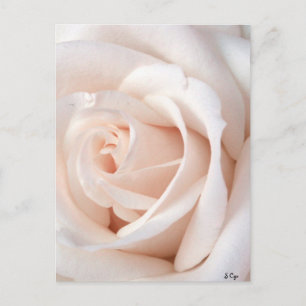Roos Briefkaart