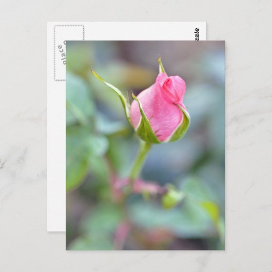 Roos briefkaart (Voorkant / Achterkant)