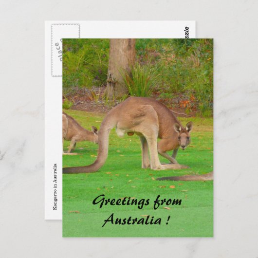 roos briefkaart (Voorkant / Achterkant)