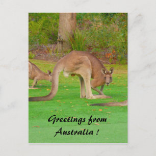 roos briefkaart