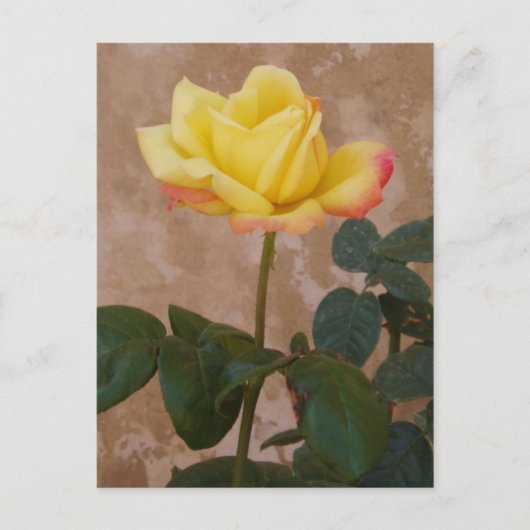 Roos Briefkaart (Voorkant)