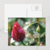 Roos Briefkaart (Voorkant / Achterkant)