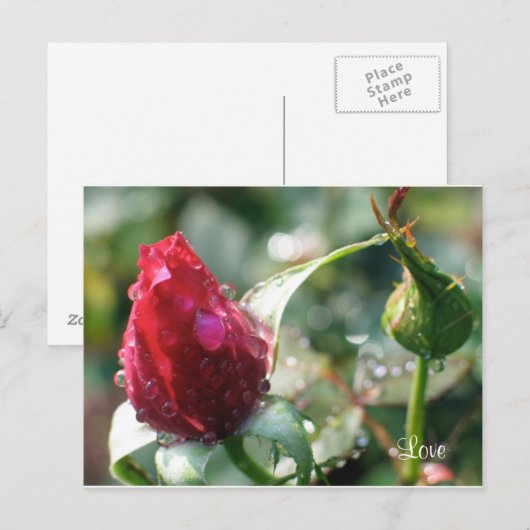 Roos Briefkaart (Voorkant / Achterkant)