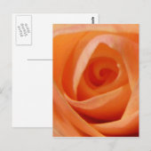 Roos Bud Briefkaart (Voorkant / Achterkant)