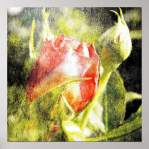 Roos Bud Poster