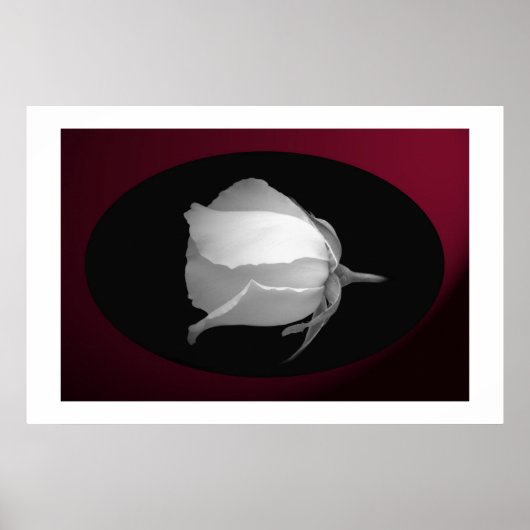 Roos Bud (zwart-wit) Poster (Voorkant)