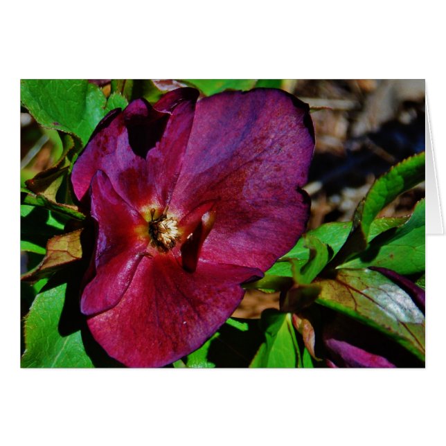 Roos Burgundy Pink Lenten (Voorkant Horizontaal)