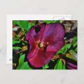 Roos Burgundy Pink Lenten Briefkaart (Voorkant / Achterkant)