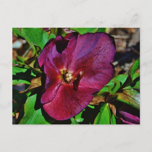 Roos Burgundy Pink Lenten Briefkaart (Voorkant)