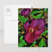 Roos Burgundy Pink Lenten Briefkaart (Voorkant / Achterkant)