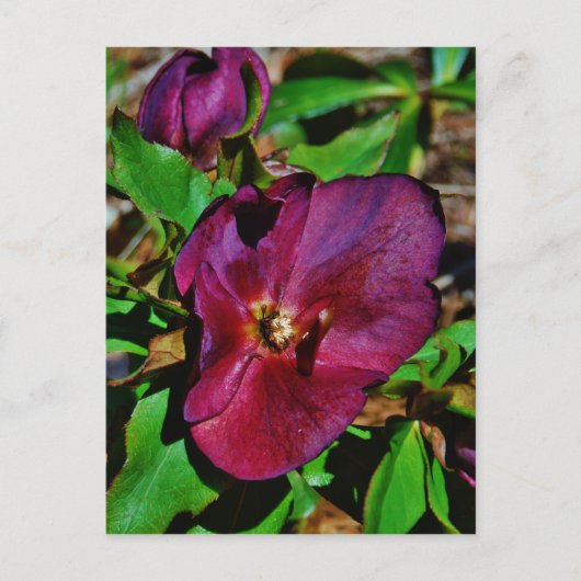 Roos Burgundy Pink Lenten Briefkaart (Voorkant)