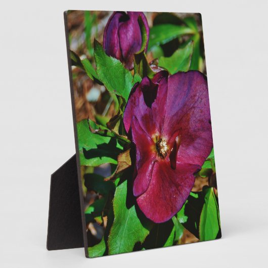 Roos Burgundy Pink Lenten Fotoplaat (Zijkant)