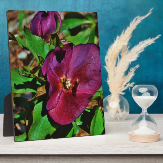 Roos Burgundy Pink Lenten Fotoplaat (Zijkant)