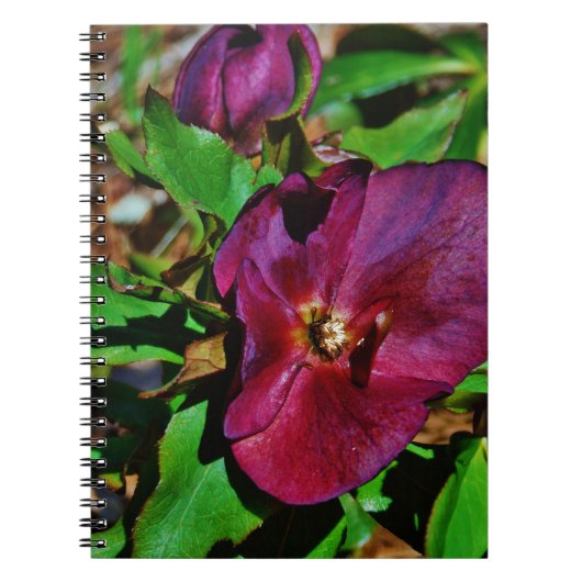 Roos Burgundy Pink Lenten Notitieboek (Voorkant)