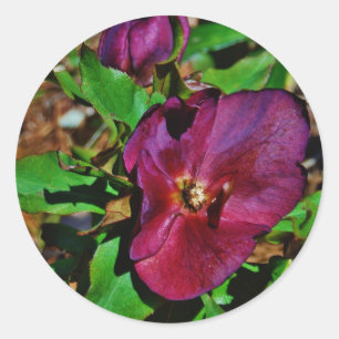 Roos Burgundy Pink Lenten Ronde Sticker