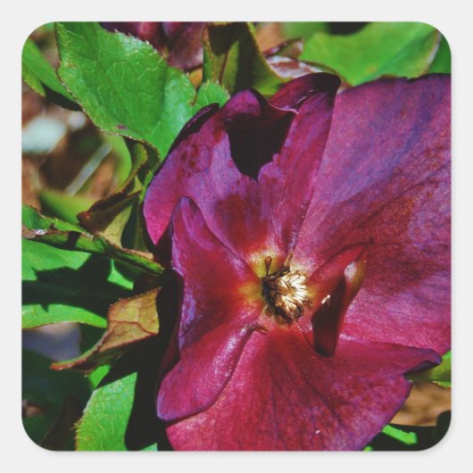 Roos Burgundy Pink Lenten Vierkante Sticker (Voorkant)