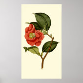 Roos Camellia Poster (Voorkant)
