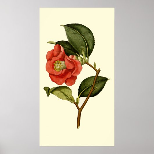 Roos Camellia Poster (Voorkant)