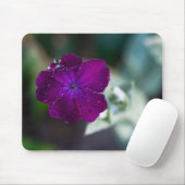 Roos campion Silene coronaria Muismat (Met muis)