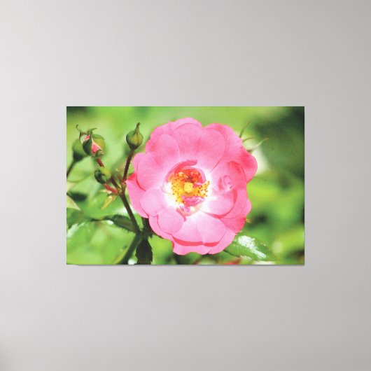 Roos Canvas Natural Pink Afdruk (Voorkant)