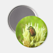 Roos Chafer Magnet (Voorkant / Achterkant)