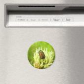 Roos Chafer Magnet (Insitu (Vaatwasser))