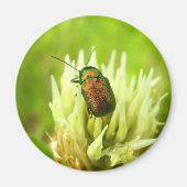 Roos Chafer Magnet (Voorkant)