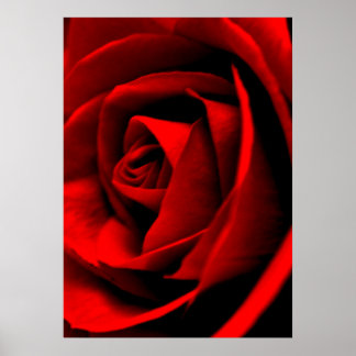 Roos close-up poster