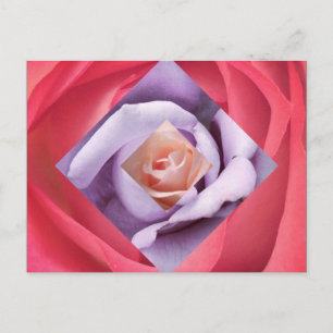Roos Diamond Briefkaart