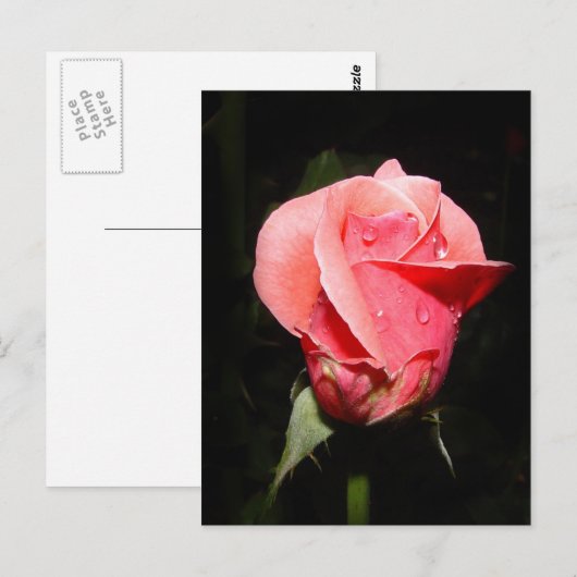 Roos druppelkaart briefkaart (Voorkant / Achterkant)