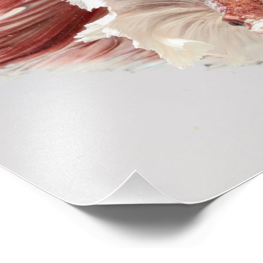 Roos Dumbo Halfmoon Betta Fish 2 Foto Afdruk (Hoek)